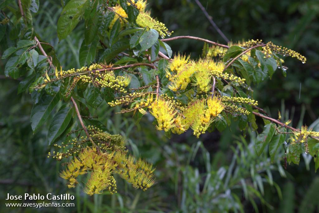 Combretum fruticosum