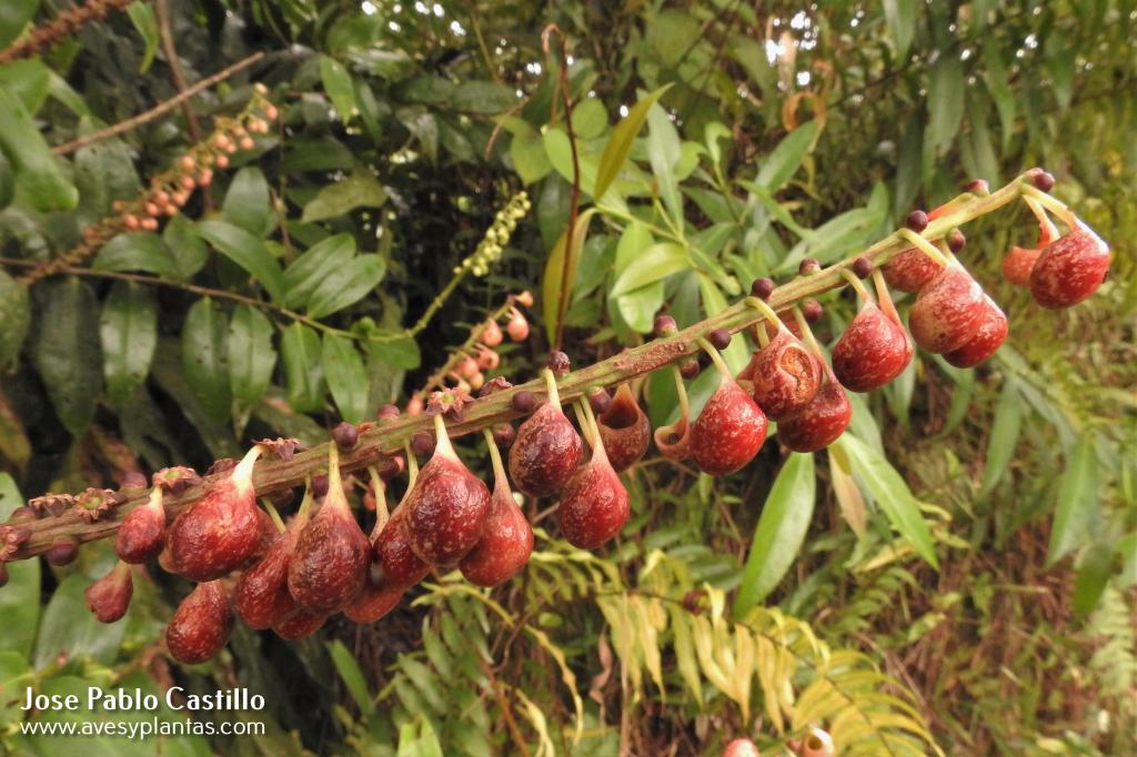 Sarcopera sessiliflora