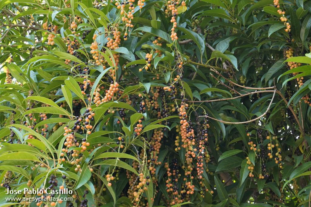 Citharexylum donnell-smithii