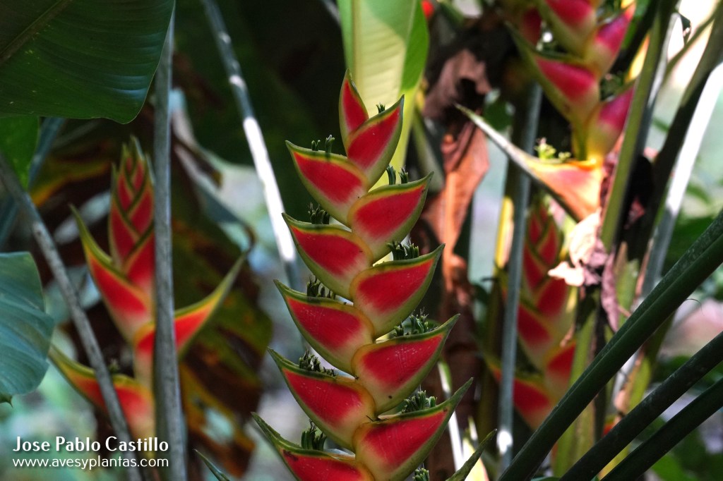 Heliconia wagneriana