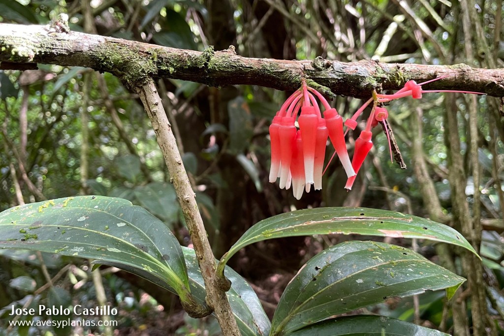 Satyria warszewiczii