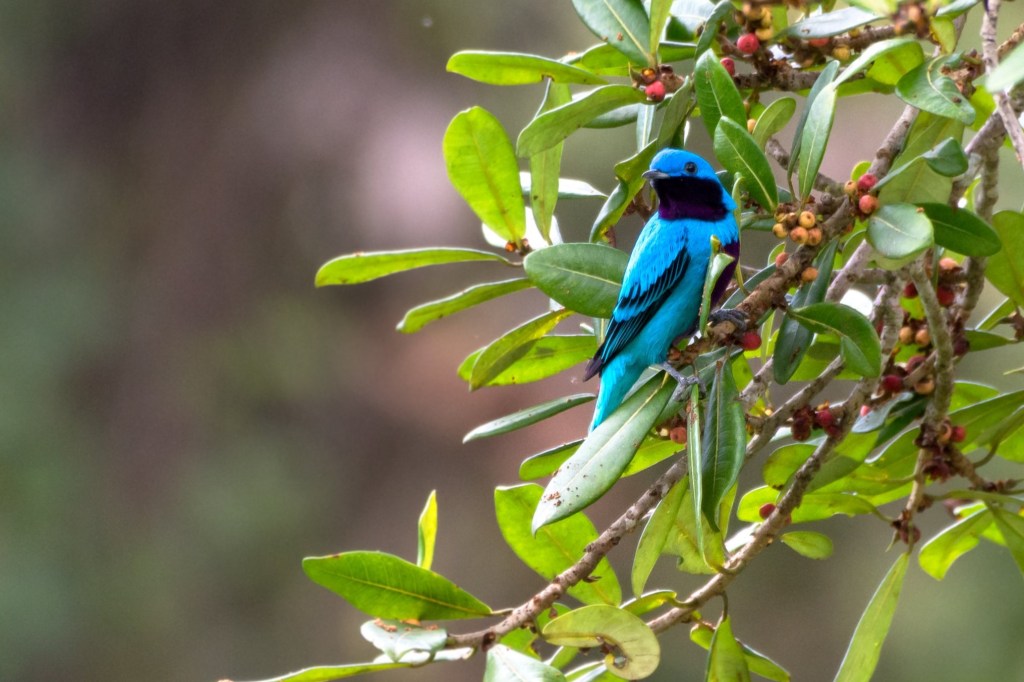 Ficus: Secretos e Interacciones en los&nbsp;Trópicos