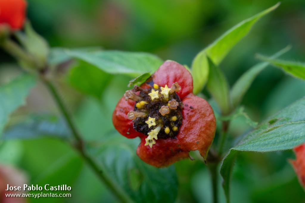 Palicourea tomentosa