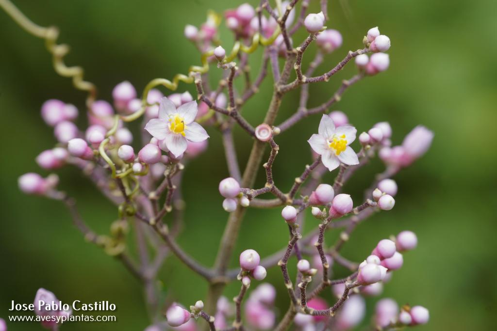 Miconia subcrustulata